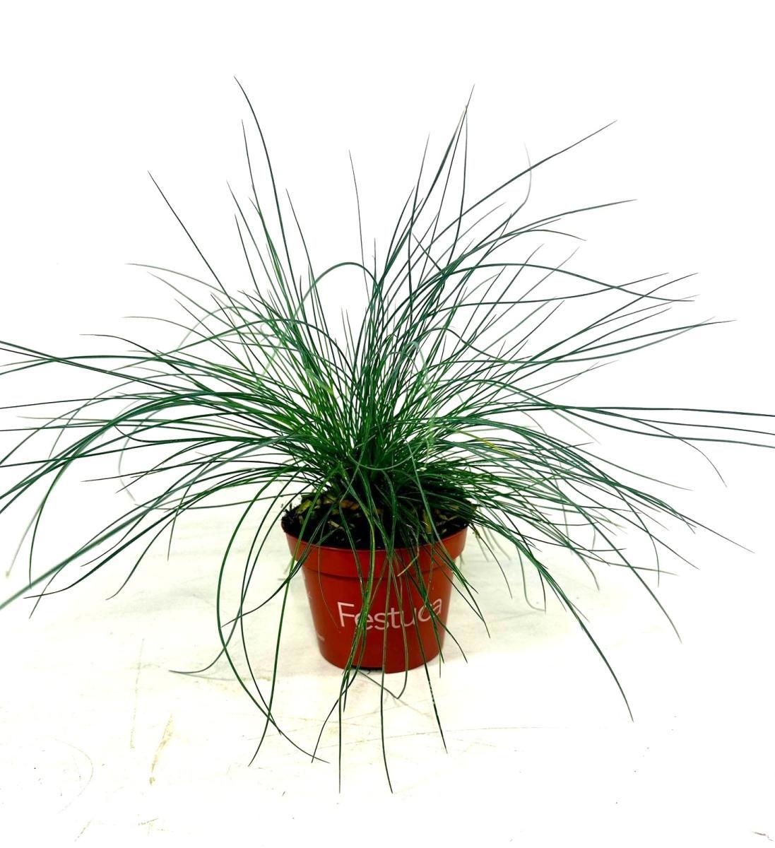 Festuca glauca 'Blue Select', D 10,5 cm Festuca glauca 'Blue Select', D 10,5 cm