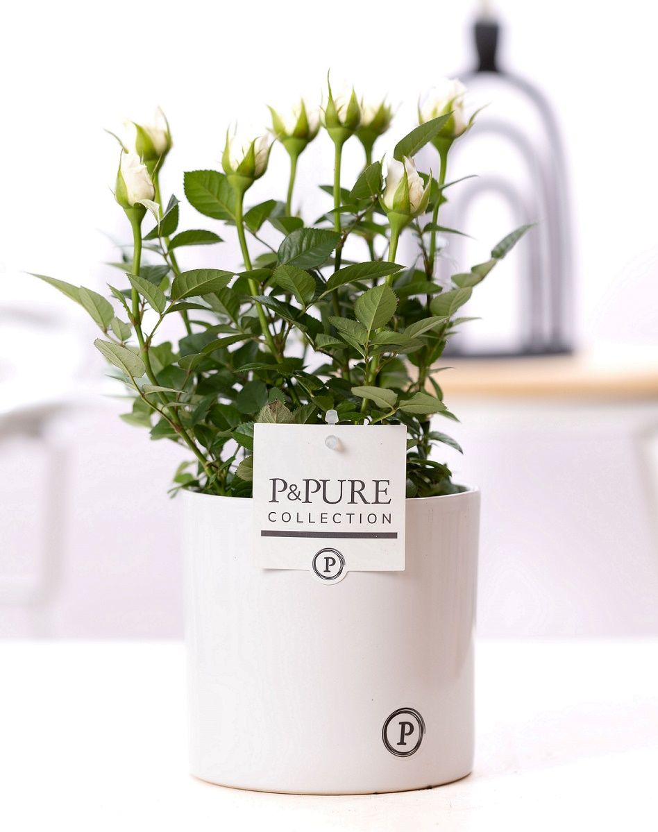 Rosa white in P&PURE Essential ceramics white, D 12