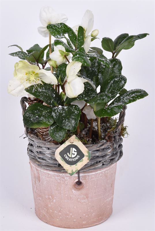 Wilg rand met terra pot 16cm, D 16 cm