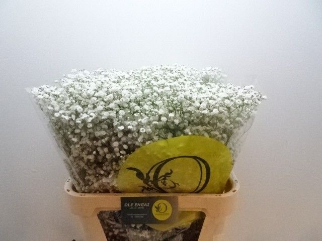 Гипсофила Экселенс 80, шт.