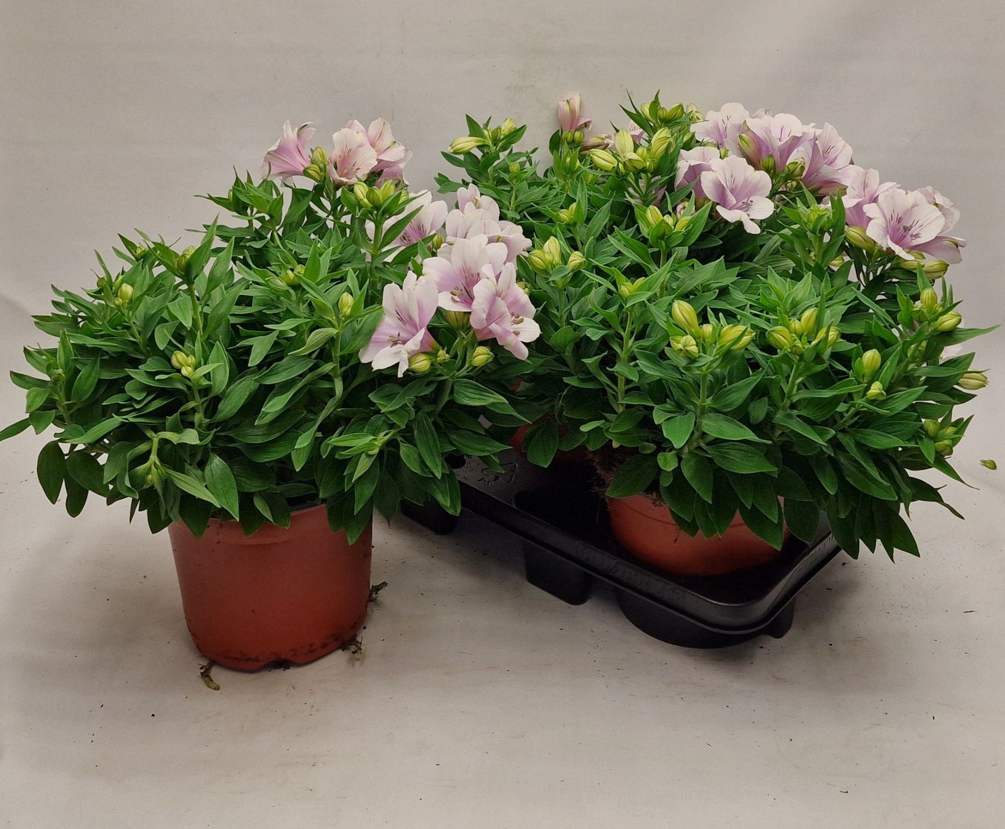Alstroemeria Inticancha Moon, D 19