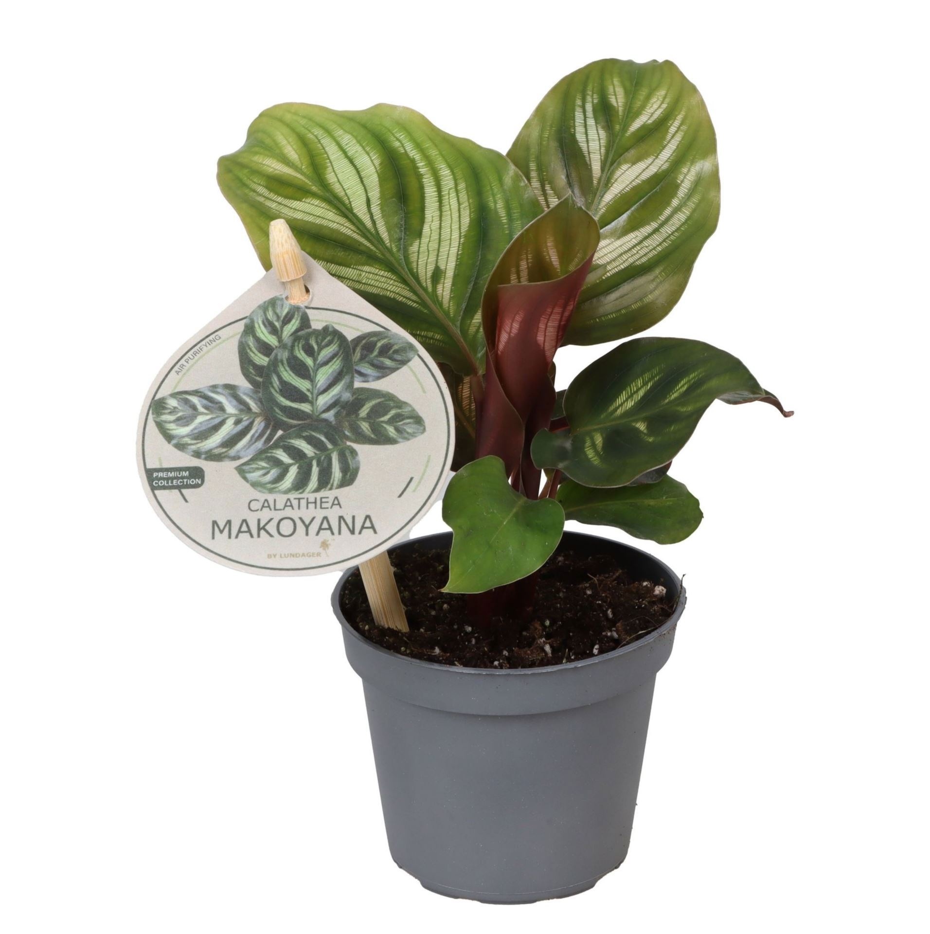 Calathea Makoyana W. Label 6 cm, D 6