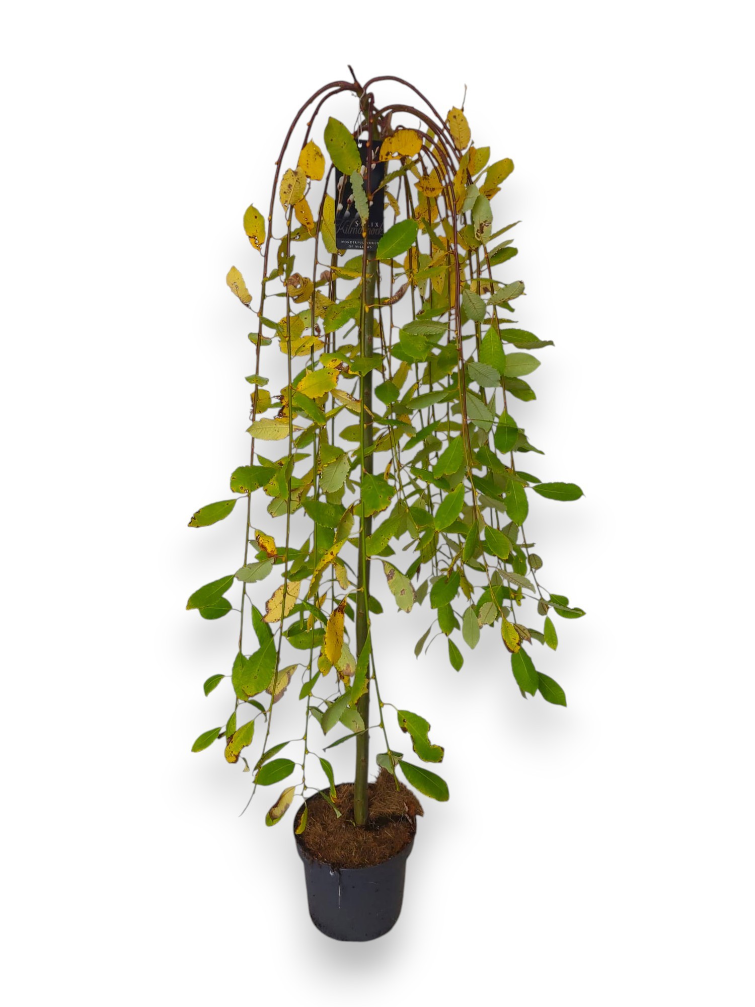 Salix caprea 'Kilmarnock' 110cm stam C5/P23, D 23 cm