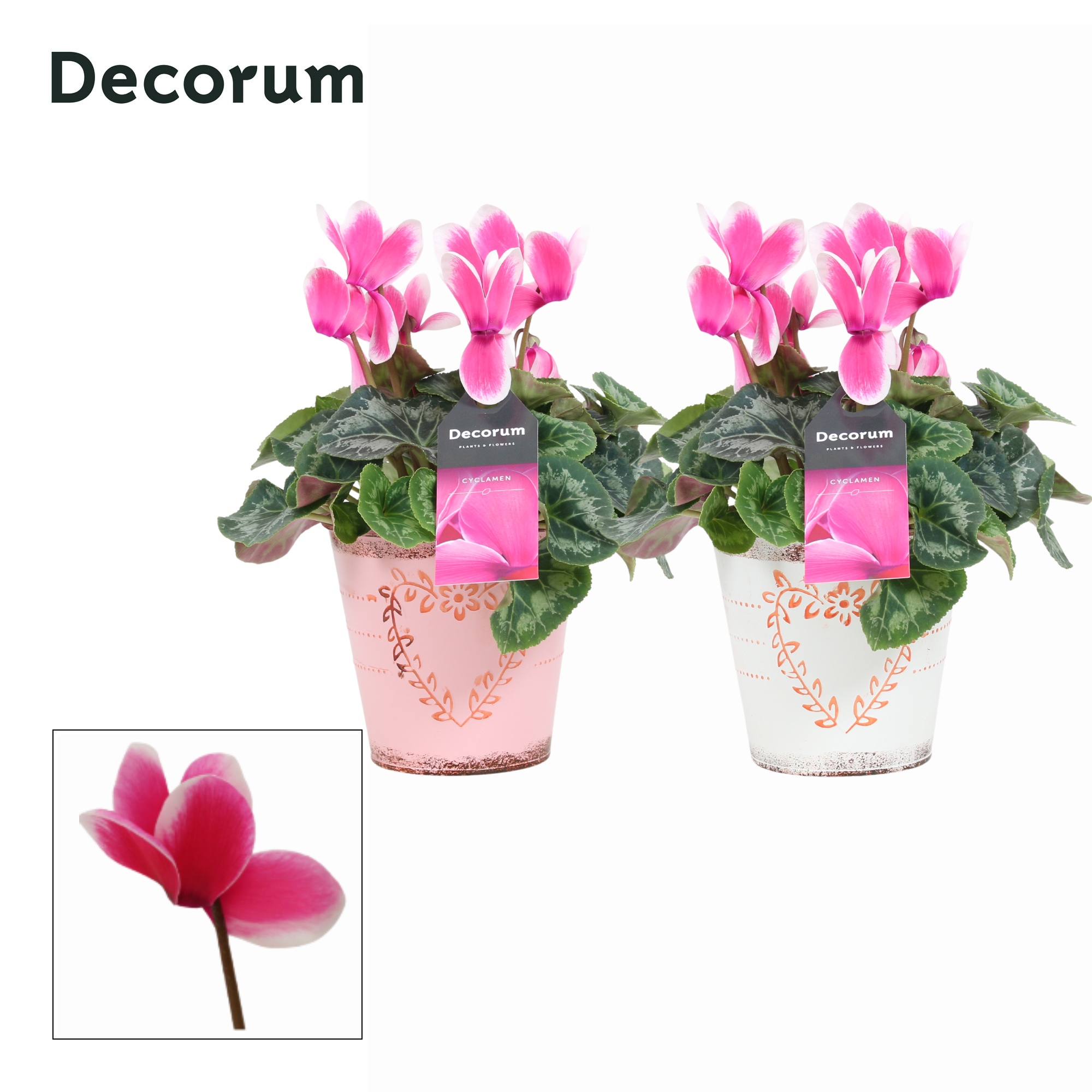 Cyclaam Lovely Moments in Ompot Aimee ( Decorum), D 12