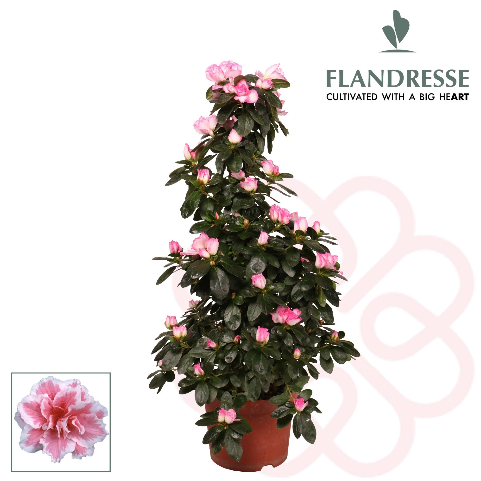 Azalea Flandresse® piramide 'bont' 65 cm, D 17 cm