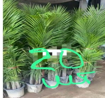 Дипсис веерный 3РР 25 180 (предзаказ)