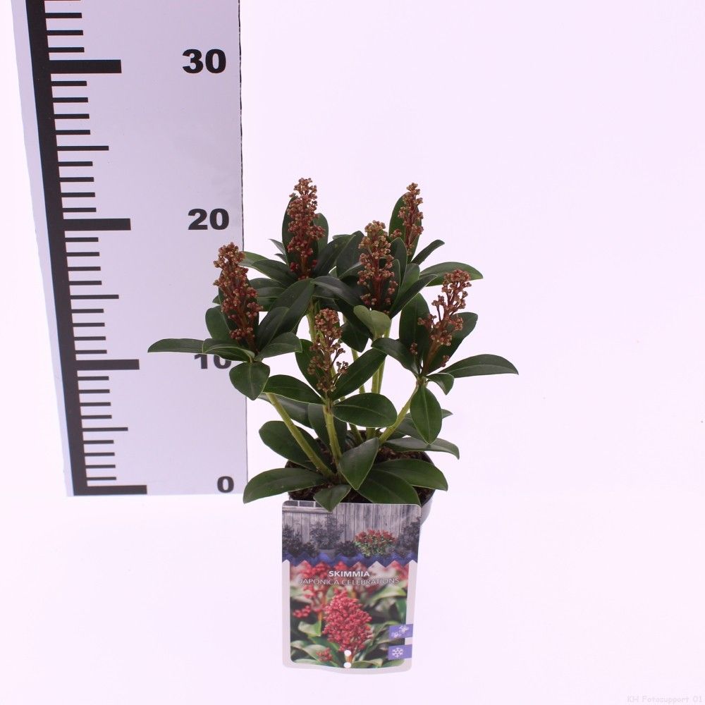 Skimmia japonica 'Celebrations', D 9,5 cm