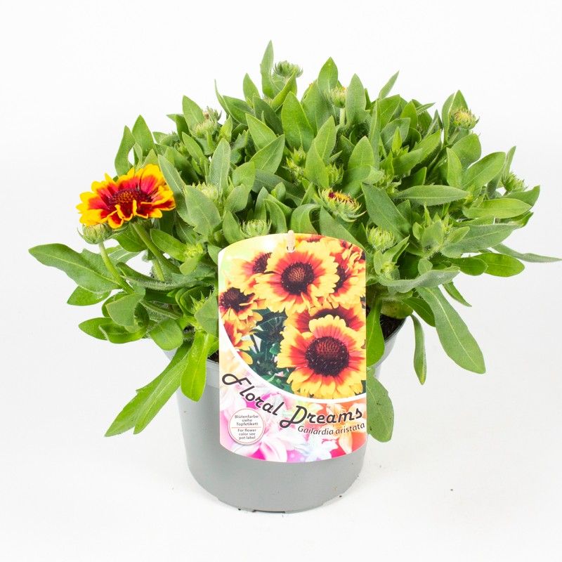 Gaillardia aristata, D 19