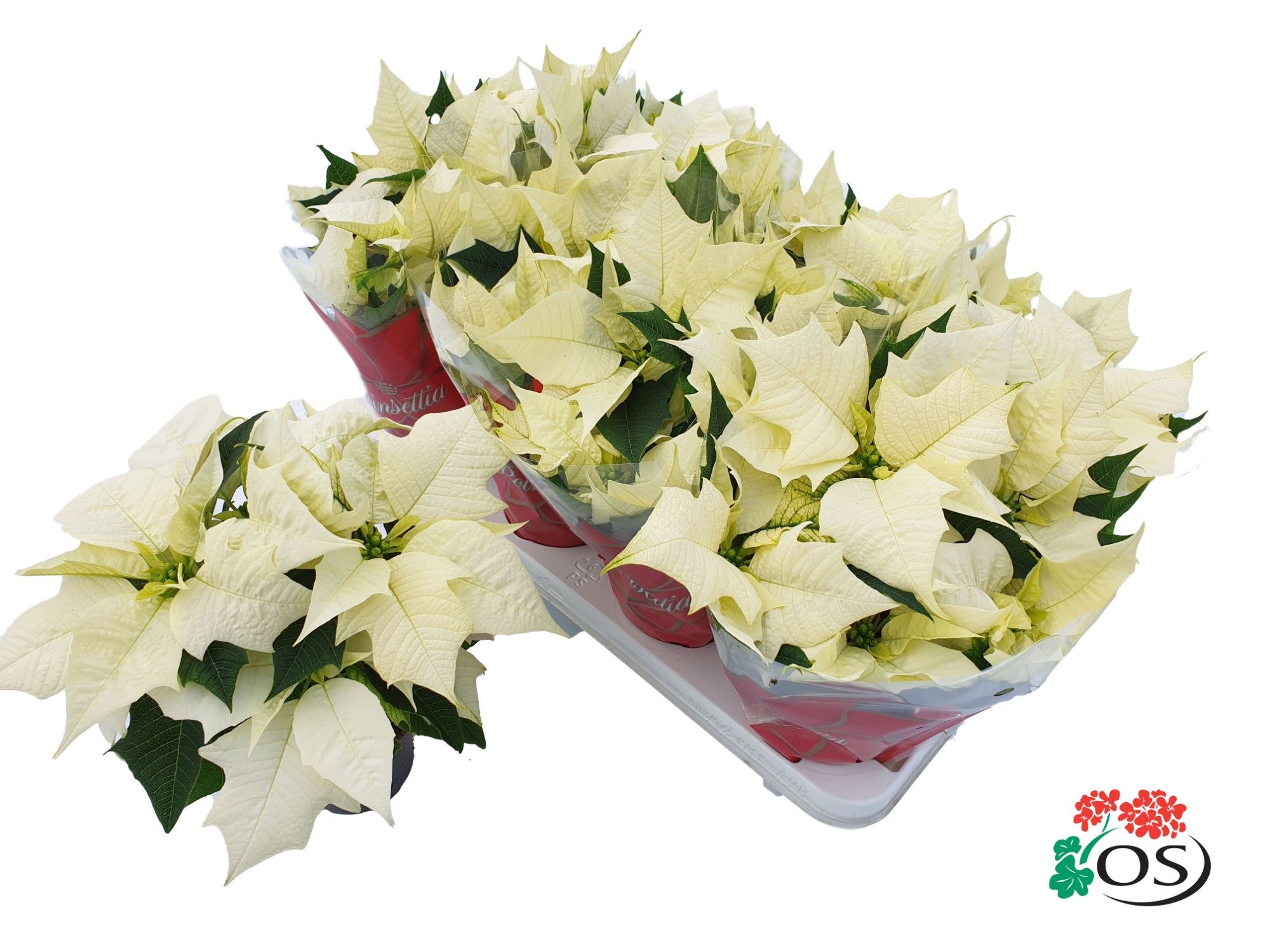 Euphorbia Alaska vertakt met hoes, D 11 cm