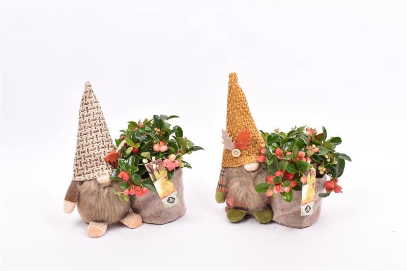 Gnoom herfst mix, D 24 cm