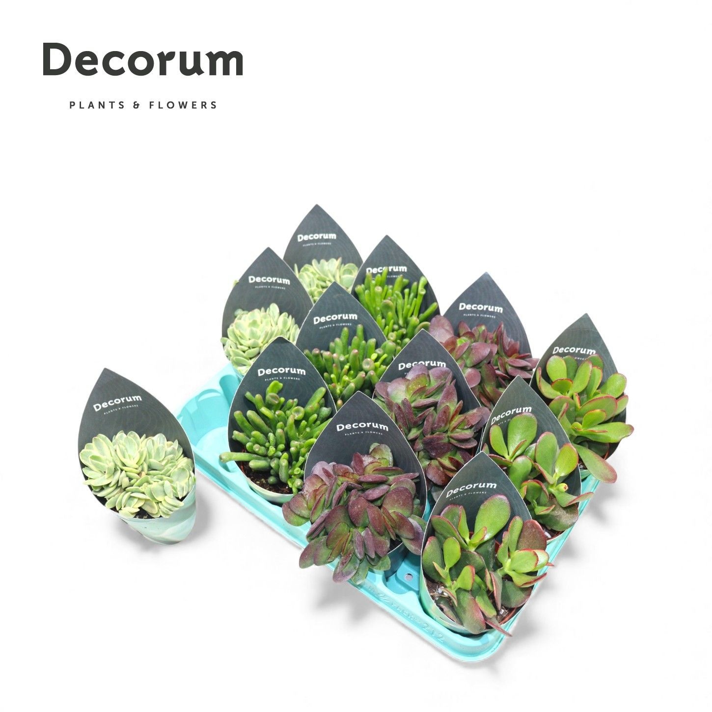 Crassula Mix (4spc.) (decorum), D 8,5