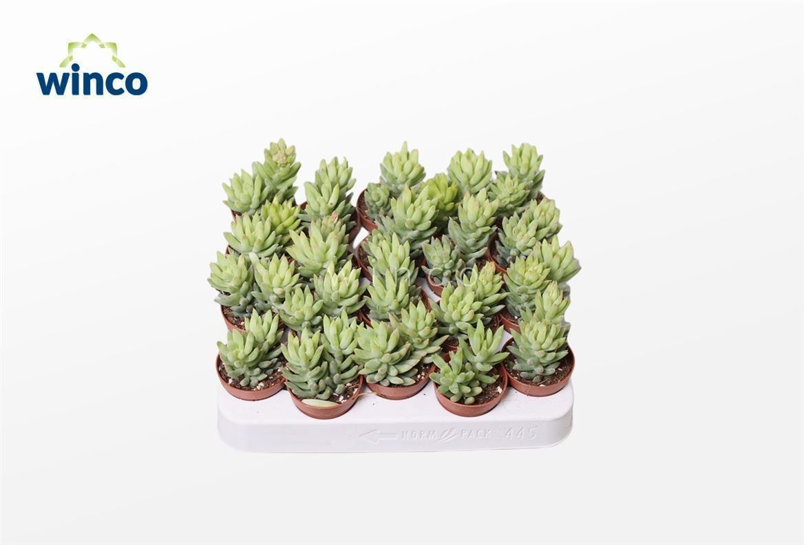 Sedum Morganianum Magnum, D 5,5 cm Sedum Morganianum Magnum, D 5,5 cm