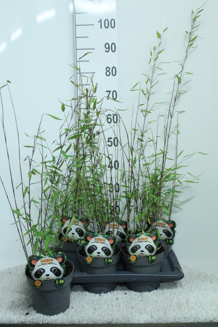 Fargesia nitida 'Black Pearl' P17, D 17