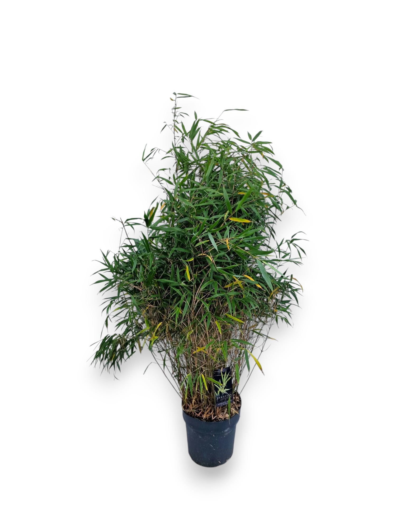 Fargesia scabrida 'Asian Wonder' C10/P27 - Niet-woekerende Bamboe, D 27