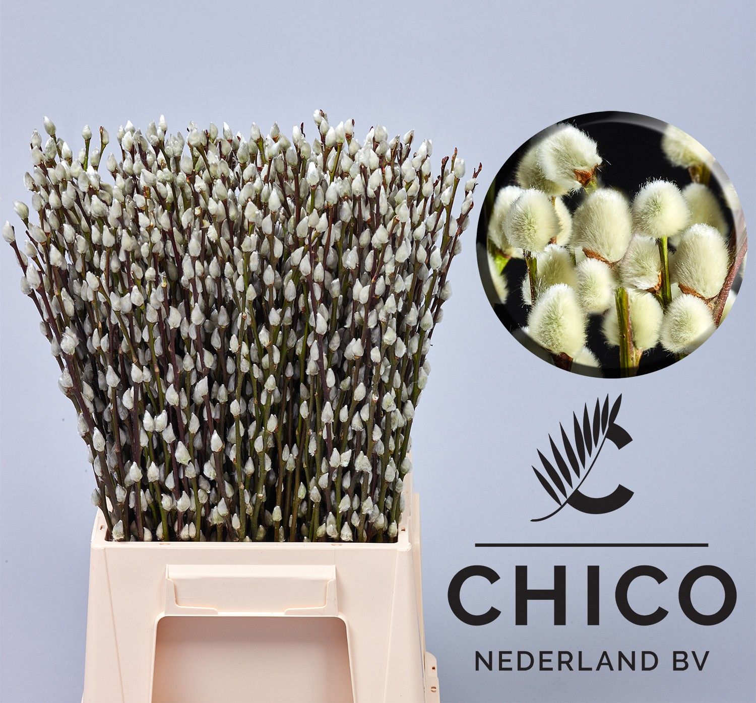 Саликс Сноу Флейк 50, шт.