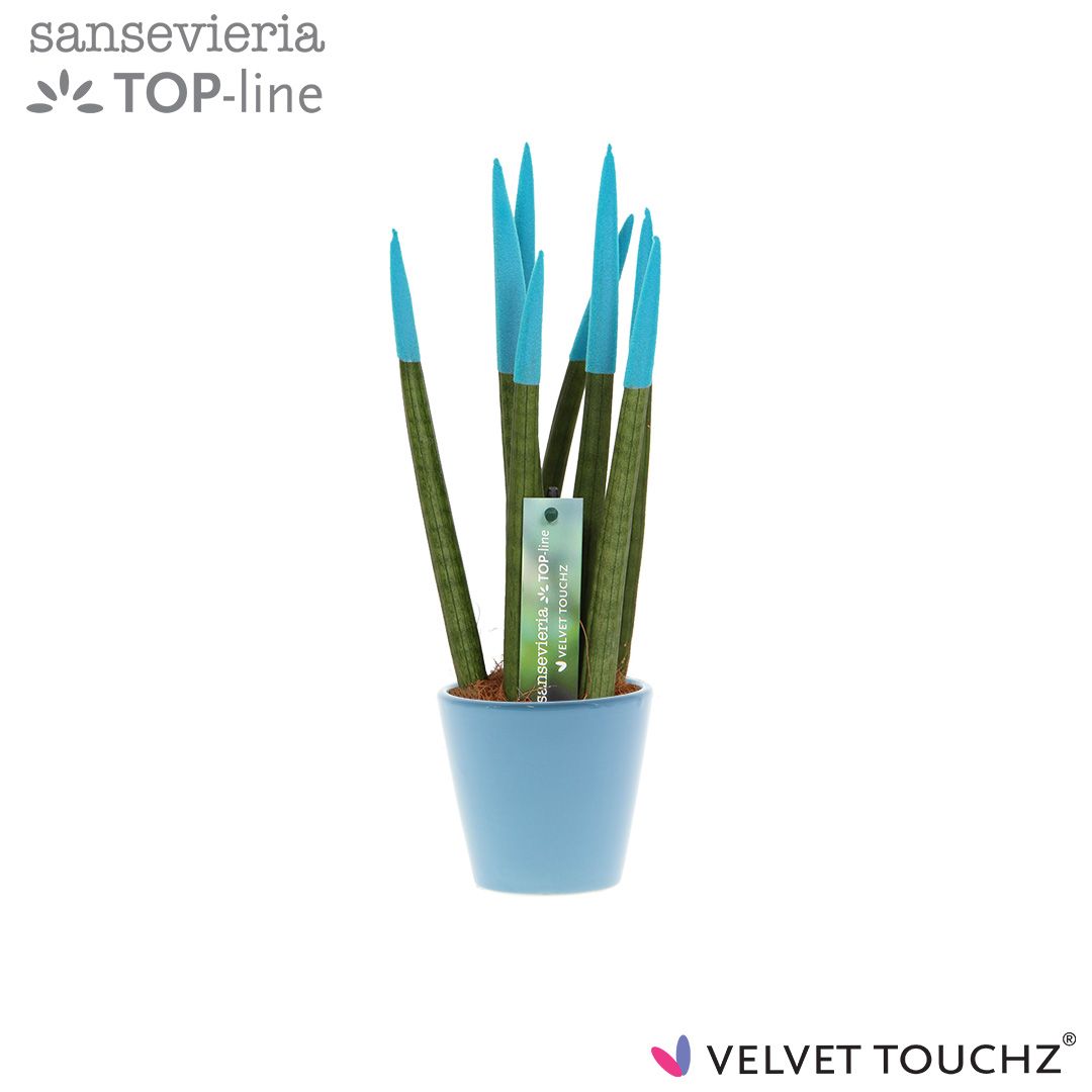Sansevieria VELVET TOUCHZ® Aqua In keramiek R'dam, D 8,5