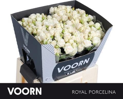 Роза куст. Роял Порселина 60, шт. Роза куст. Роял Порселина 60, шт.