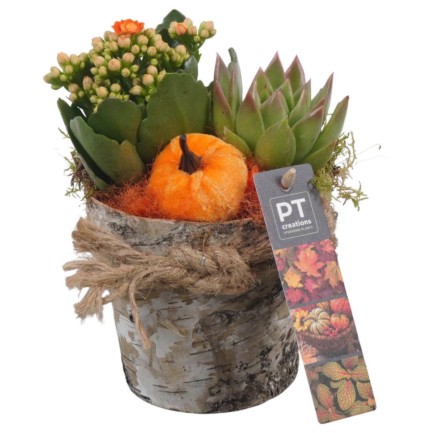 PTHI5473 Arrangement Herfst Indoor in houten pot, D 14 cm PTHI5473 Arrangement Herfst Indoor in houten pot, D 14 cm