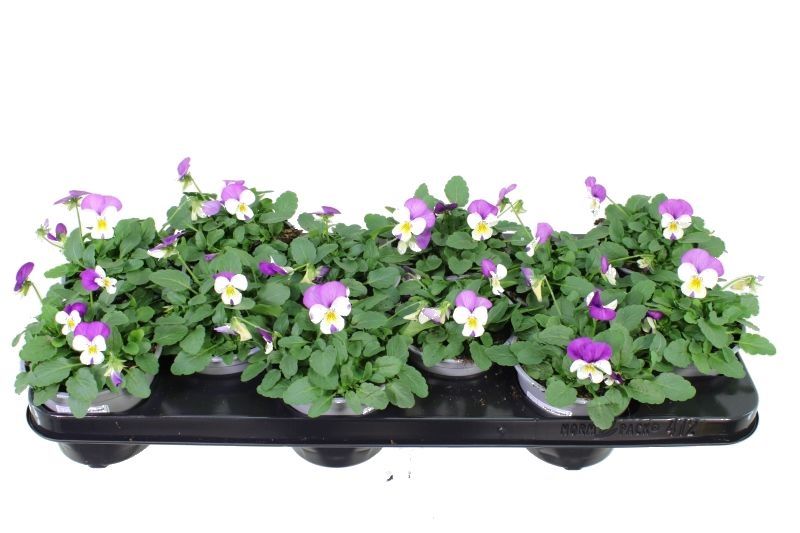 Viola cornuta Sorbet Persian wing, D 11 cm