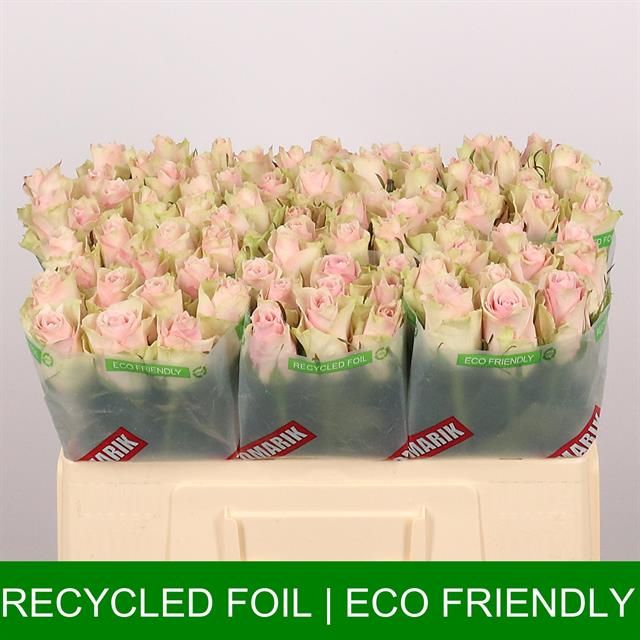 Роза од. Пинк Атена 50, шт.