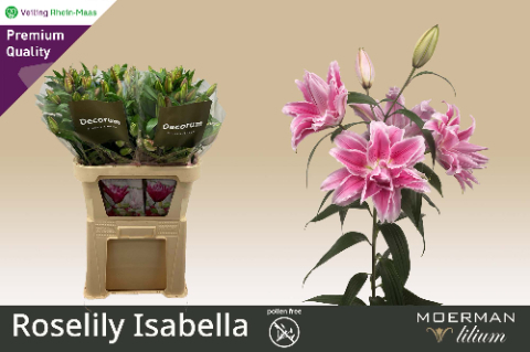 Лилия дв. Роузлили Изабелла 90 (розово-бел.), шт.