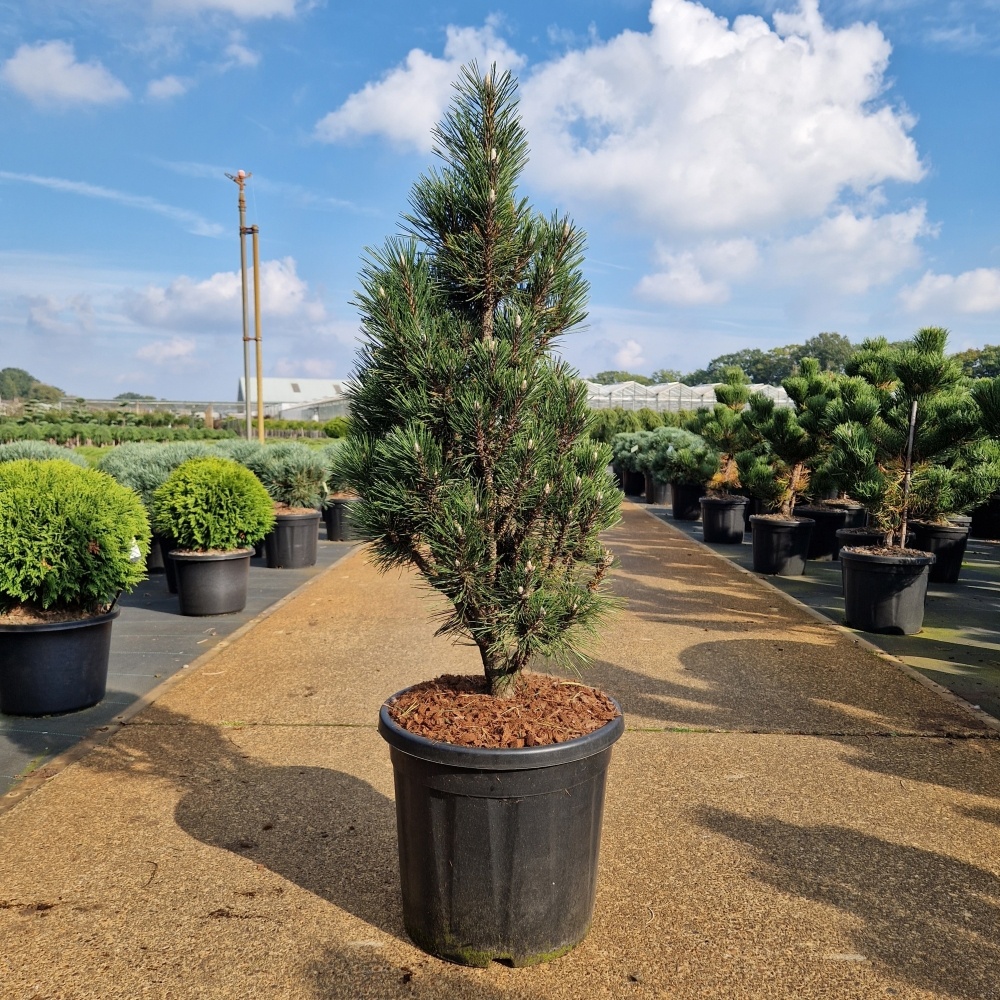 Pinus nigra 'Komet', D 36 cm