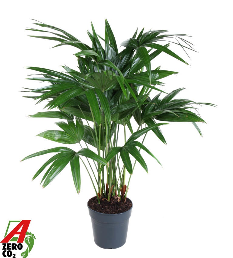 Livistona Chinensis P27, D 27