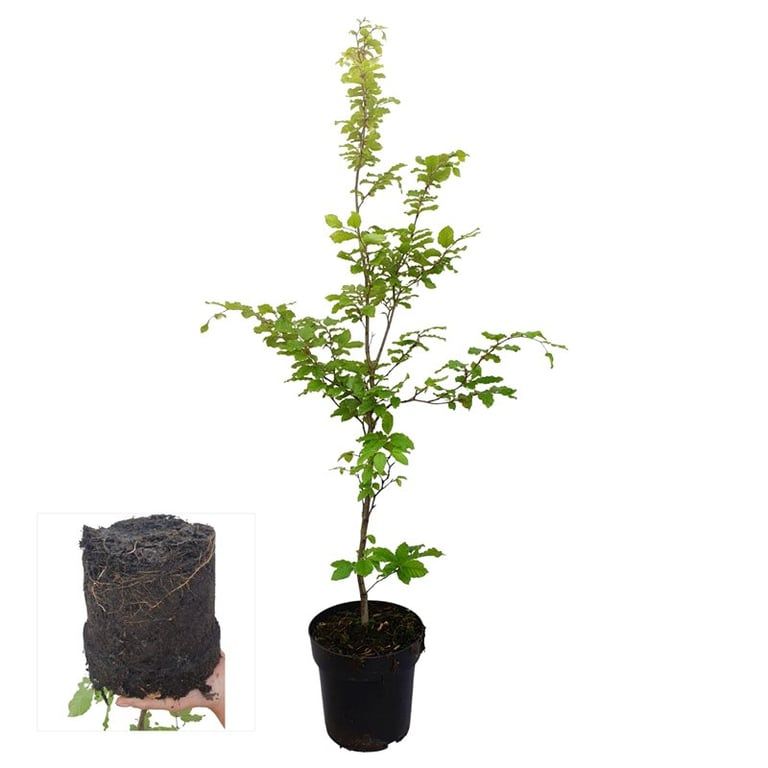 Fagus sylvatica, D 21