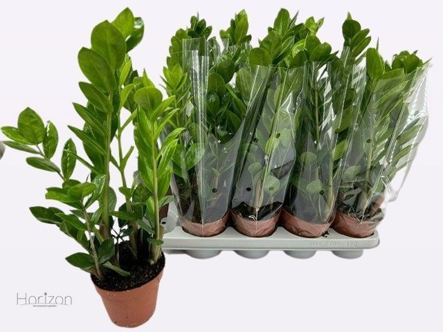 Zamioculcas Zamiifolia, D 12