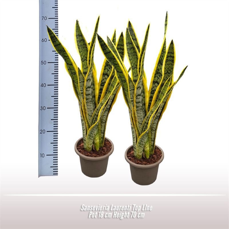 Sansevieria Laurentii Topline, D 18