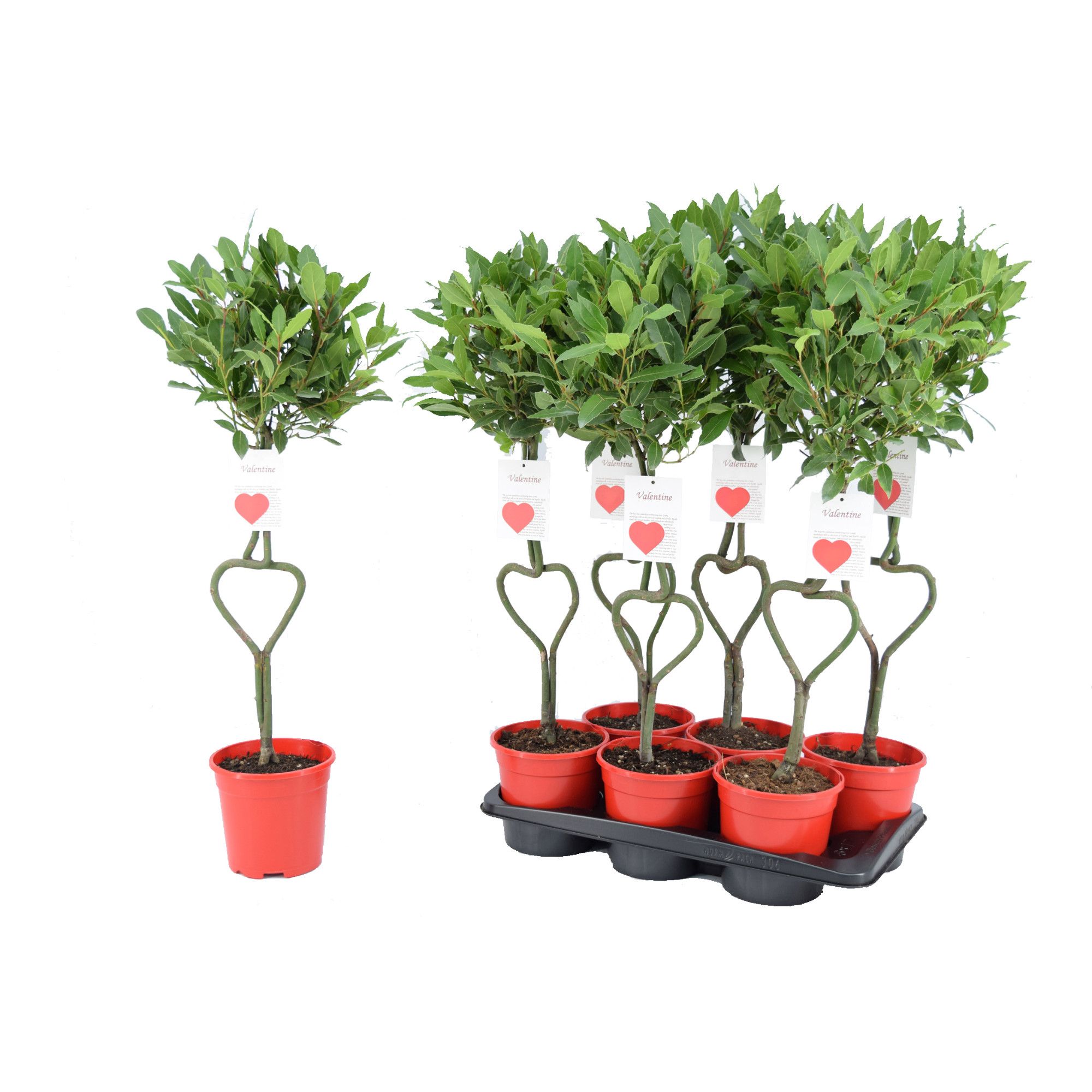 Laurus nobilis Hartvormige stam, D 17