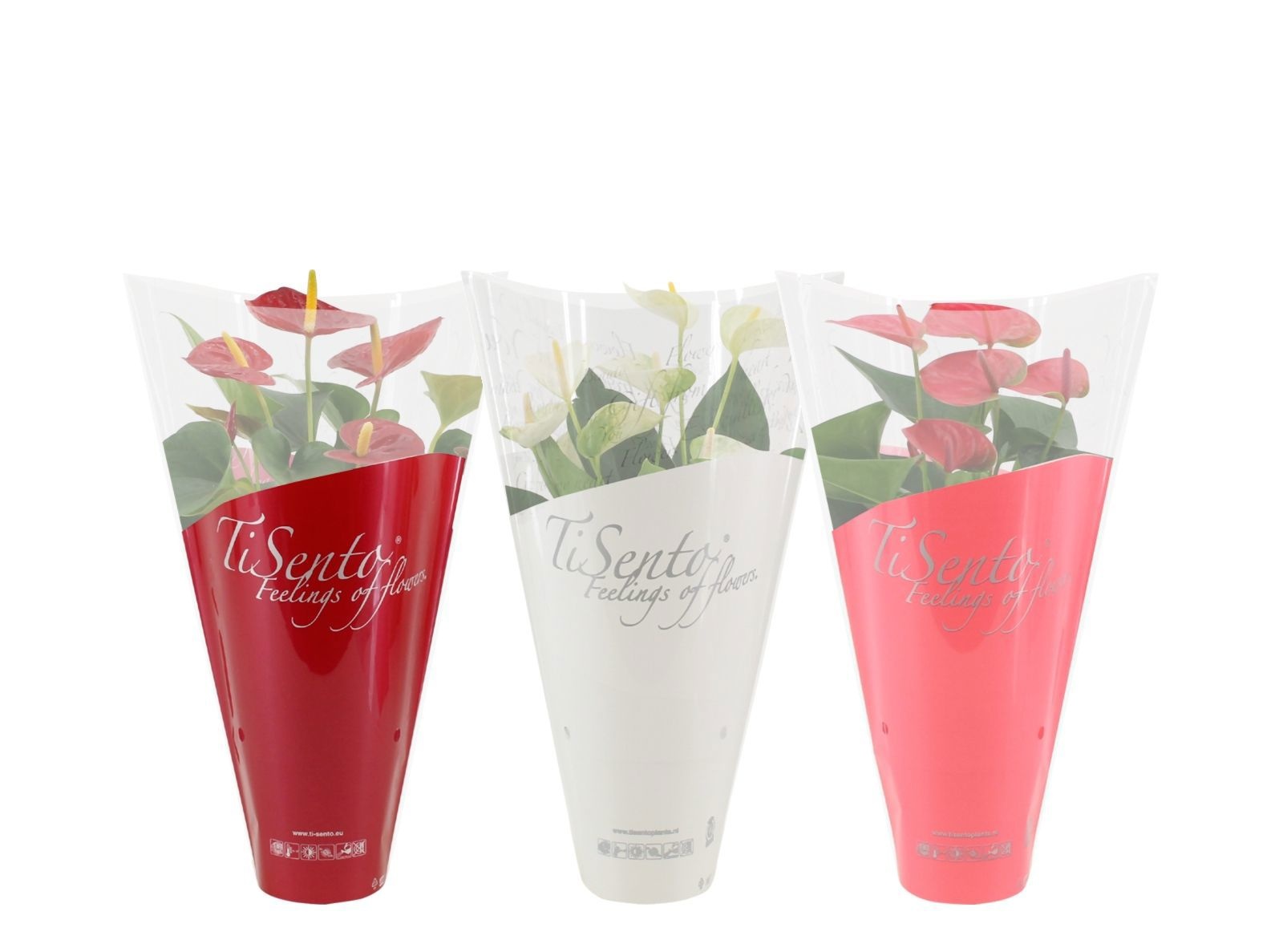 Anthurium 12 cm 4 color mix in Tisento sleeve, D 12
