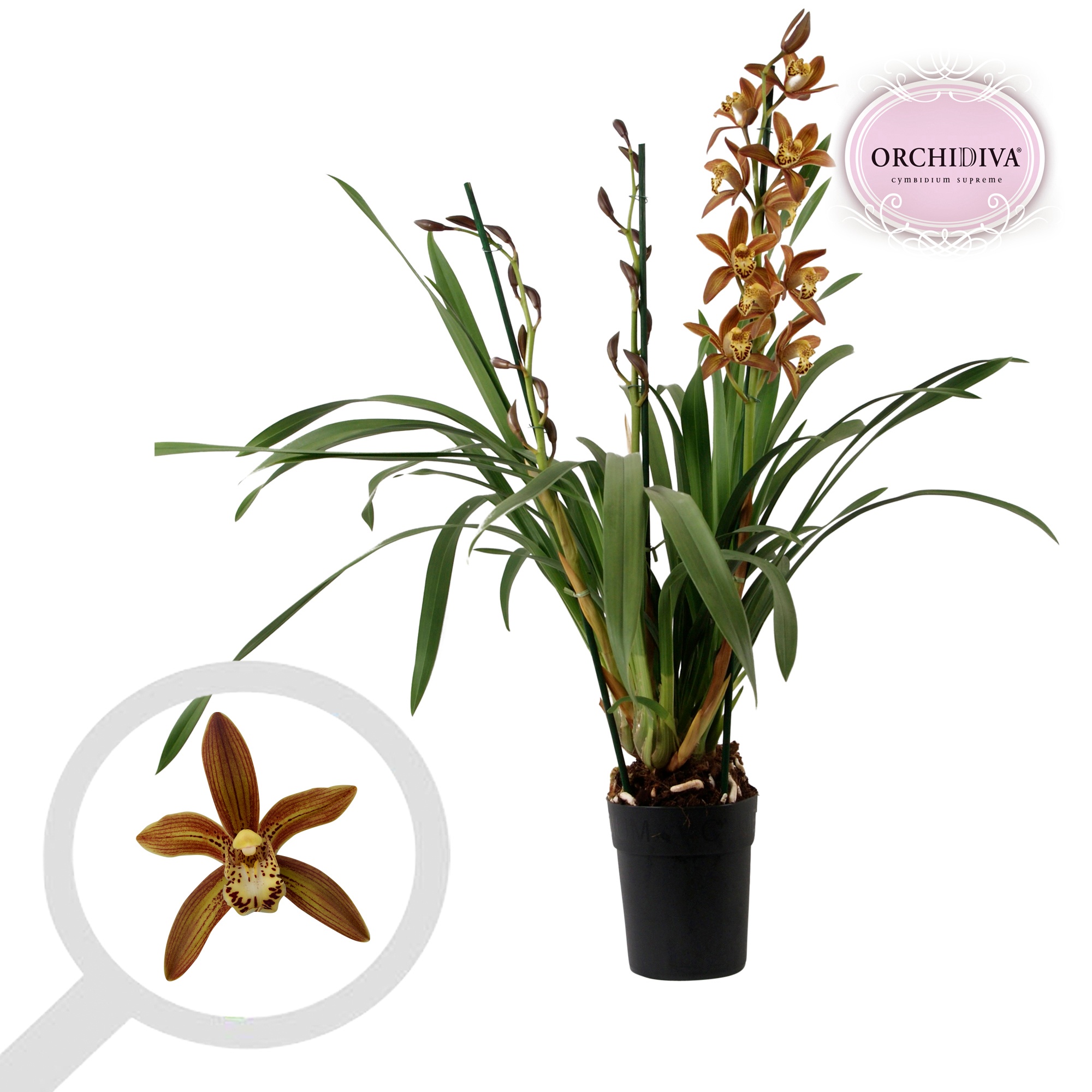 Cymbidium bruin 3 tak, D 14 cm