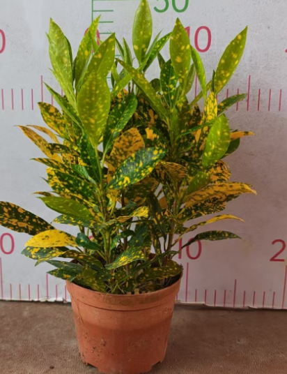 Кодиеум пиктум вариегата 14 30 (предзаказ)