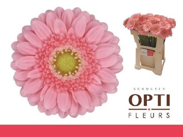 Гермини Джуна, шт.