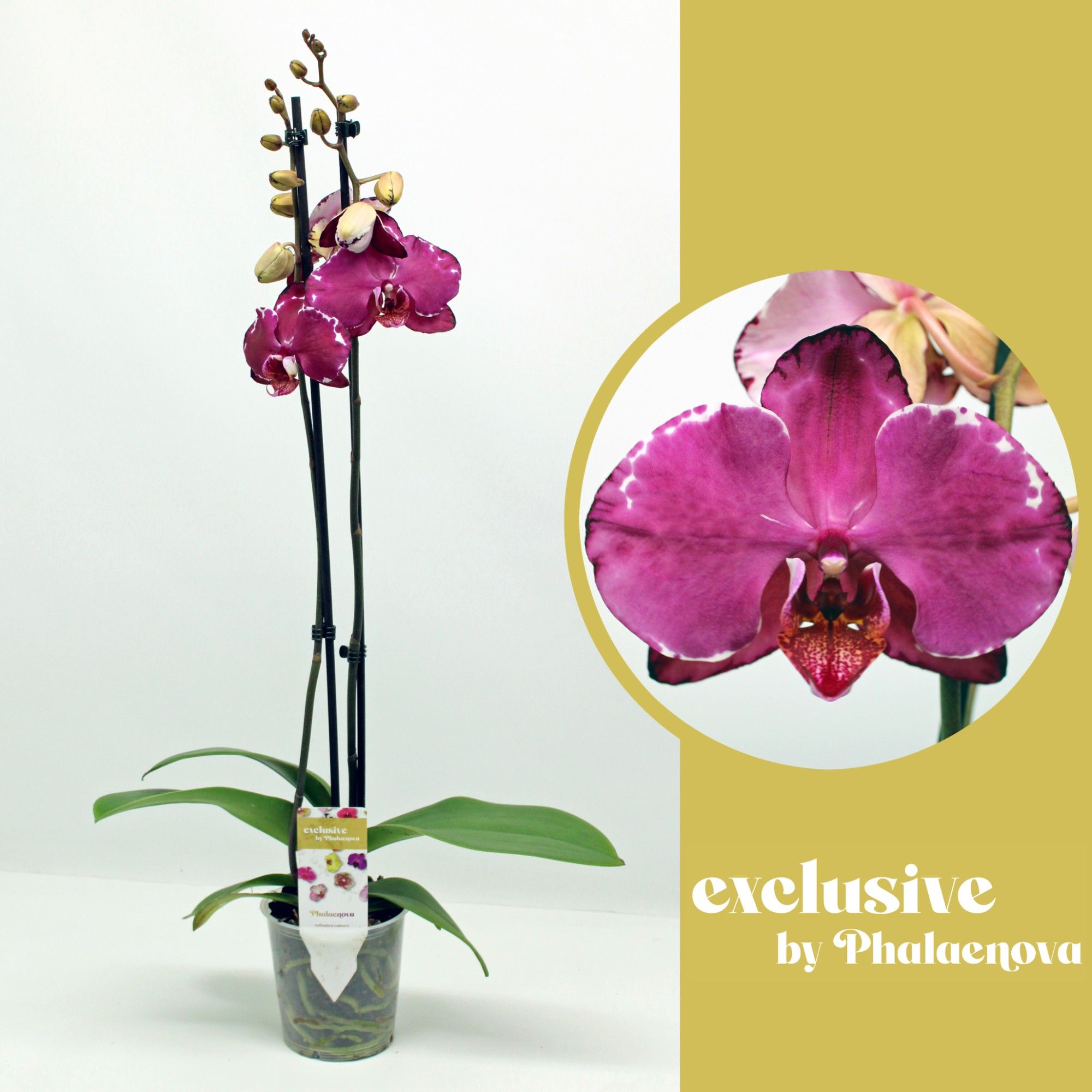 Malwina 2-tak 70cm (GROEN), D 12