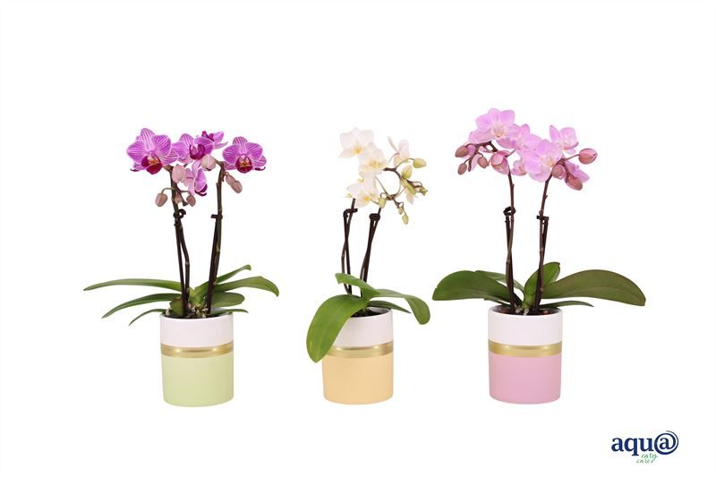 Dolomite p06 Horizon pastel mix Phal Tiny Dolls mix 2T10+ Aqu@, D 6