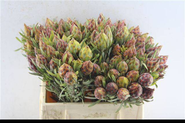 Леукадендрон Рубрум 40, шт.