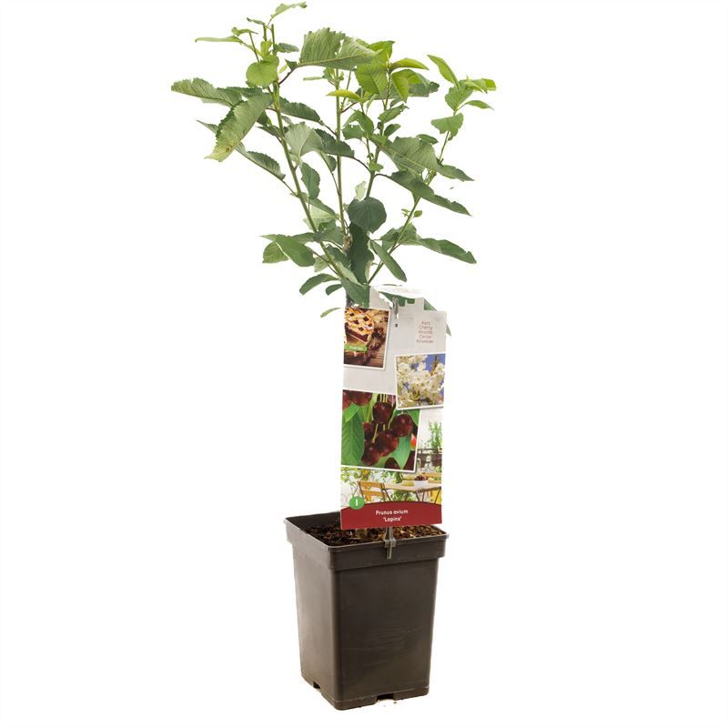 Prunus avium Lapins Patio Zoete kers, D 18