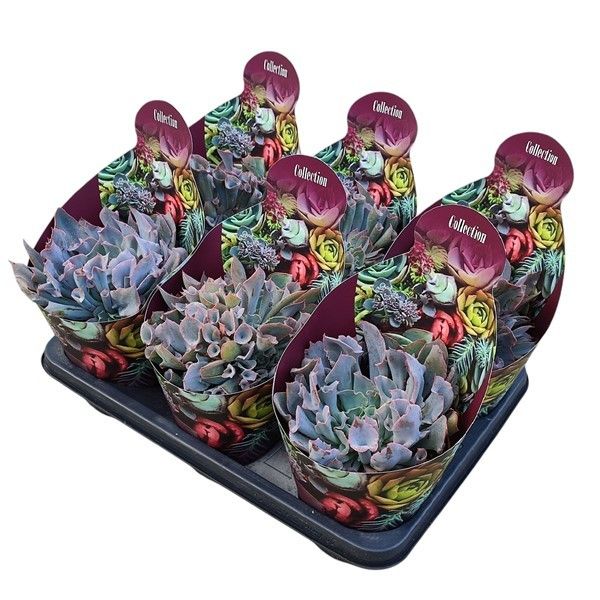 ECHEVERIA TRUMPET PINKY POT Ø 14 - COLLECTION WITH POTCOVER (SUCCULENTEN), D 14