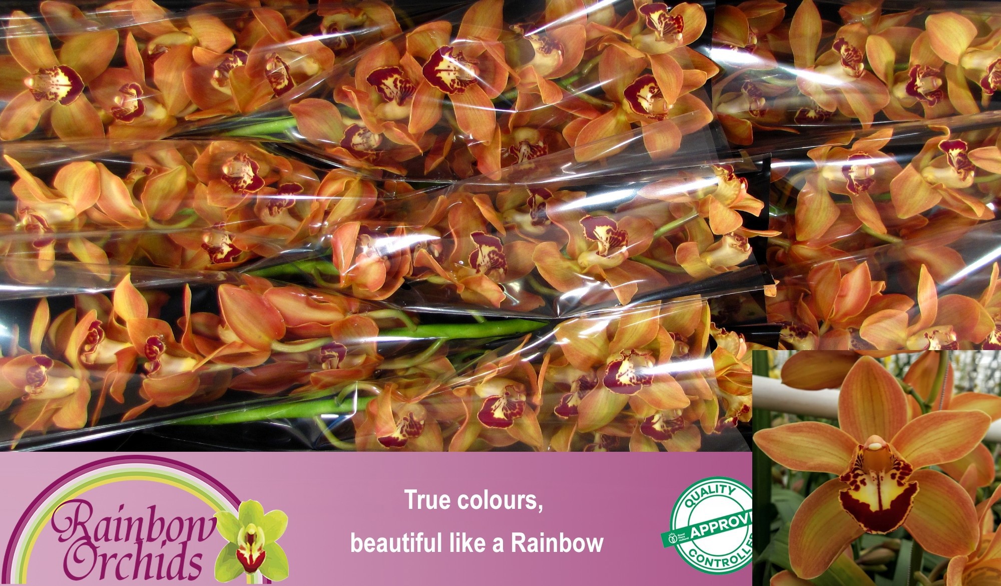 Цимбидиум Чарли Браун x9 60, шт.