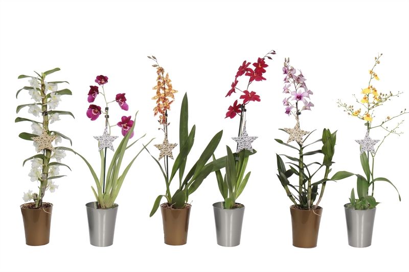 Linge p12 gold/silver Orchideeen mix 1T, D 12 cm Linge p12 gold/silver Orchideeen mix 1T, D 12 cm