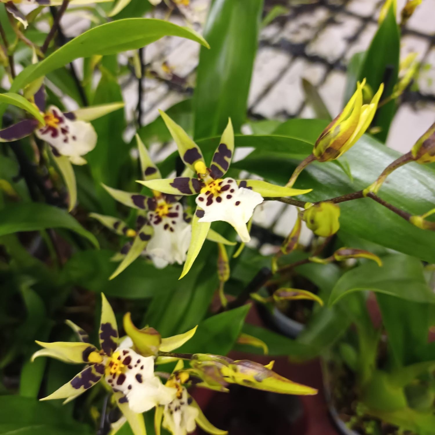 Inca Oncidium 2-3 spike 9cm, D 9 cm