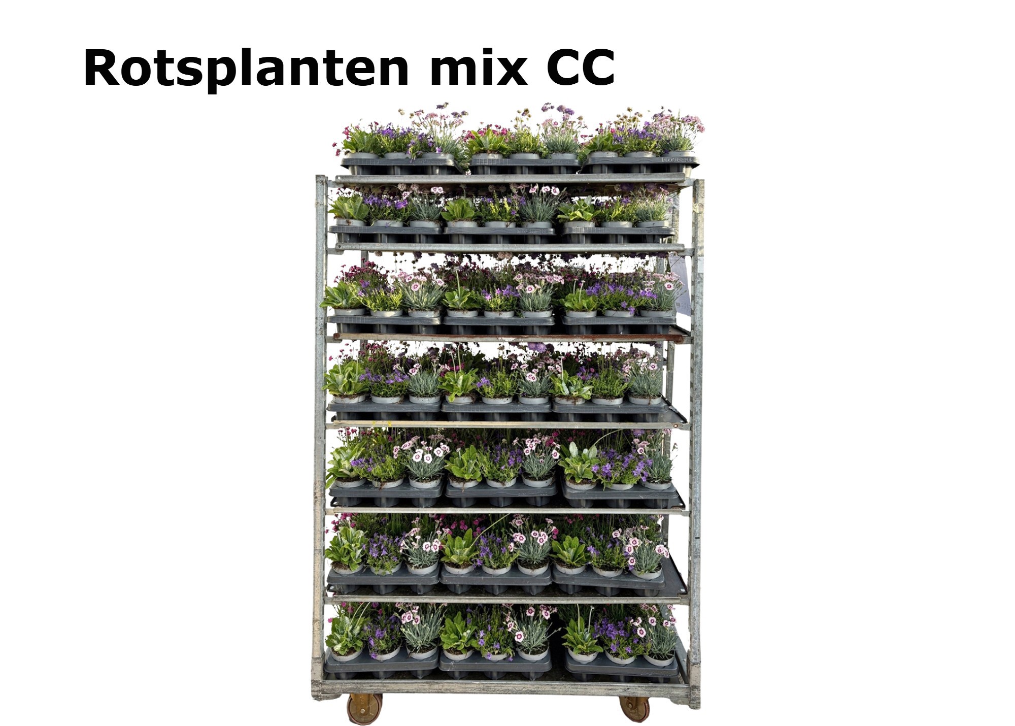 Rotsplanten 12 cm op soort, D 12