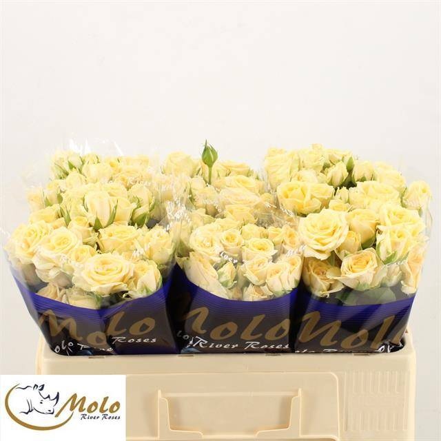 Роза куст. Салинеро 50, шт. Роза куст. Салинеро 50, шт.