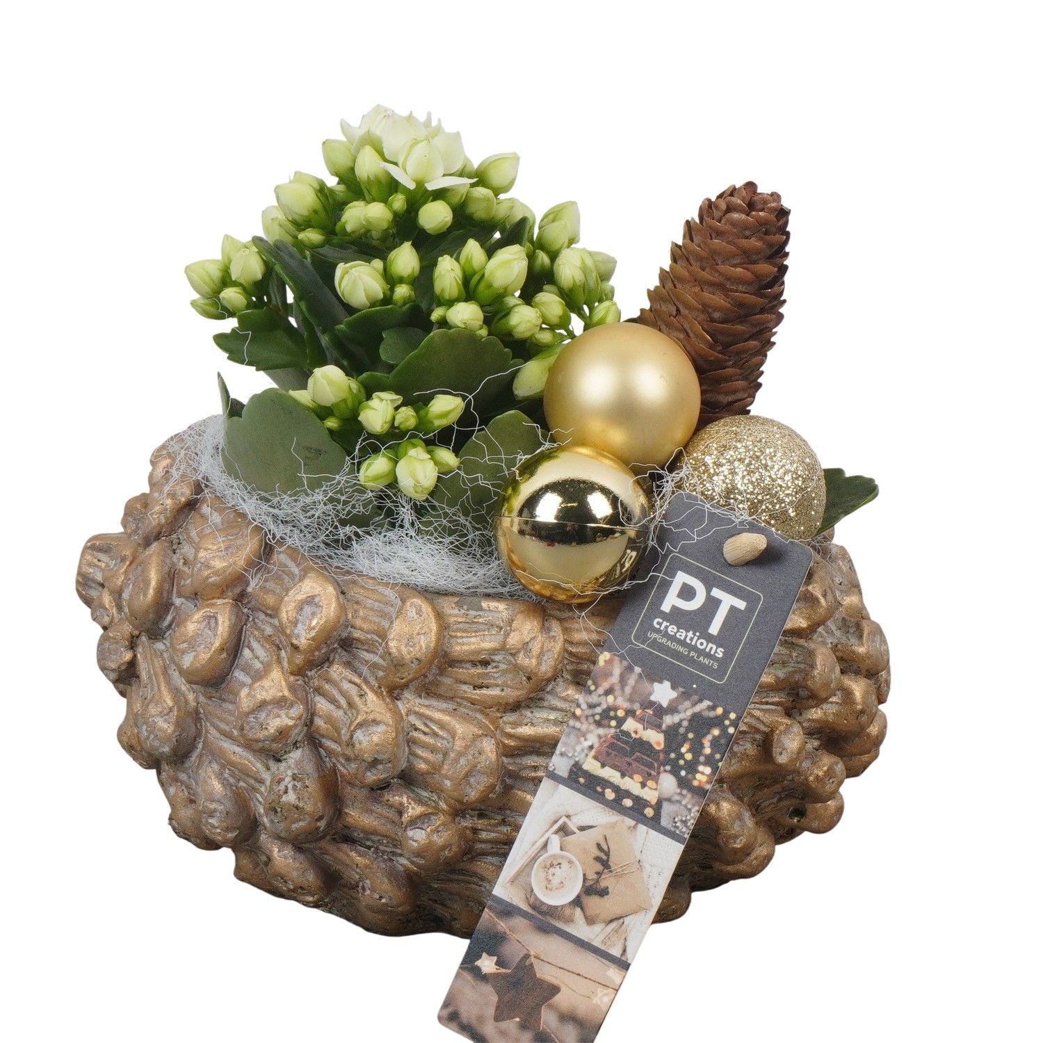PTCHG5643 Arrangement Christmas Gold in beton pot, D 16 cm