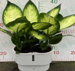 Диффенбахия марианна 21 40