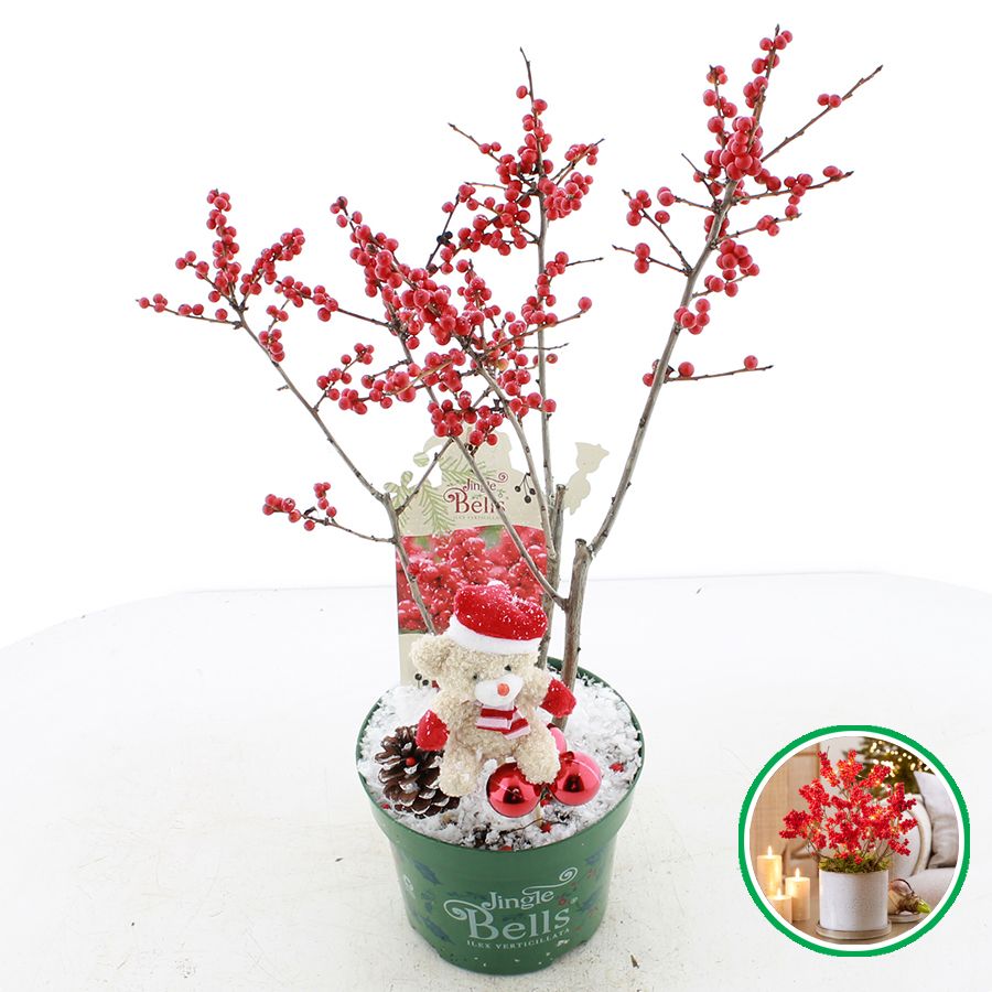 Ilex verticillata 'Jingle Bells'® C2 (17cm.) incl. kerst decoratie, D 17 cm