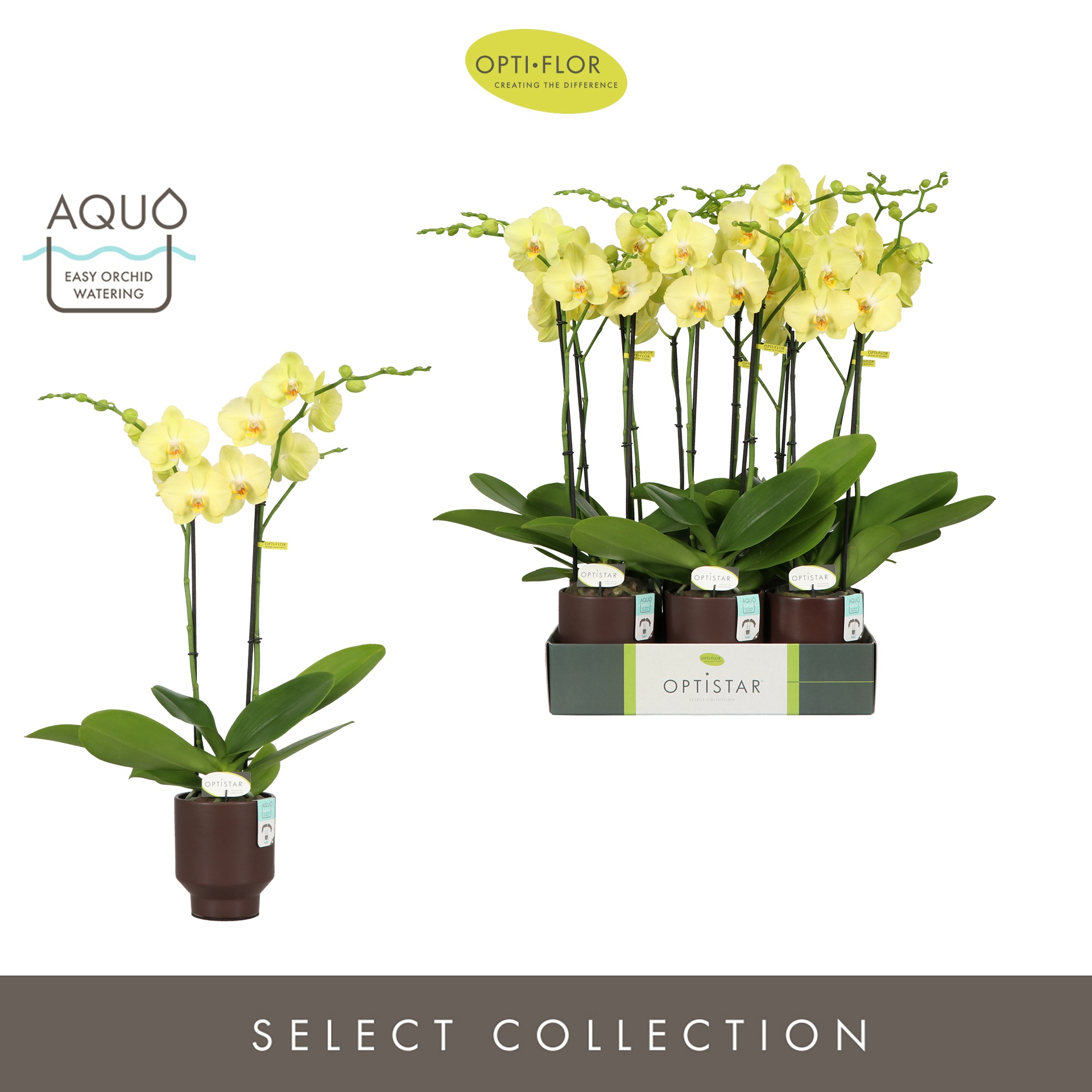 Optistar Ferrara 2 spike in Emilia Brown Aquo, D 12 cm