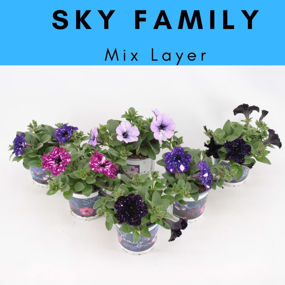 Petunia Sky Family Mixlaag, D 10,5